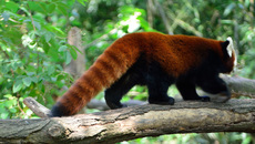 Kleiner_Panda (3).jpg